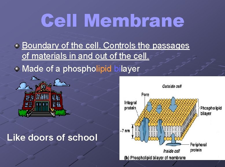 Cell Membrane Boundary of the cell. Controls the passages of materials in and out