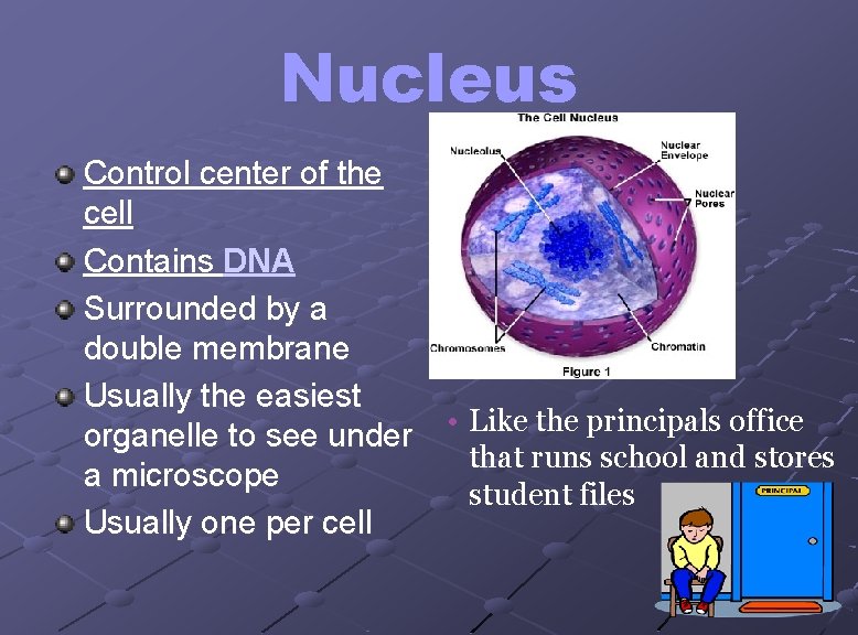Nucleus Control center of the cell Contains DNA Surrounded by a double membrane Usually