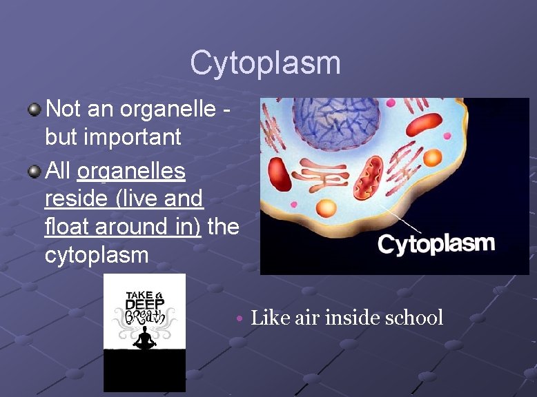 Cytoplasm Not an organelle but important All organelles reside (live and float around in)