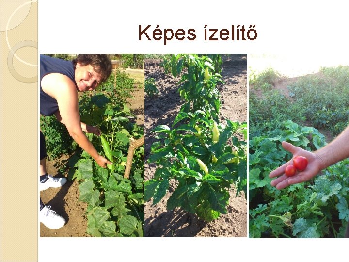 Képes ízelítő 