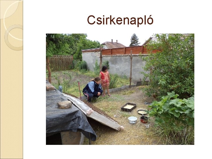 Csirkenapló 