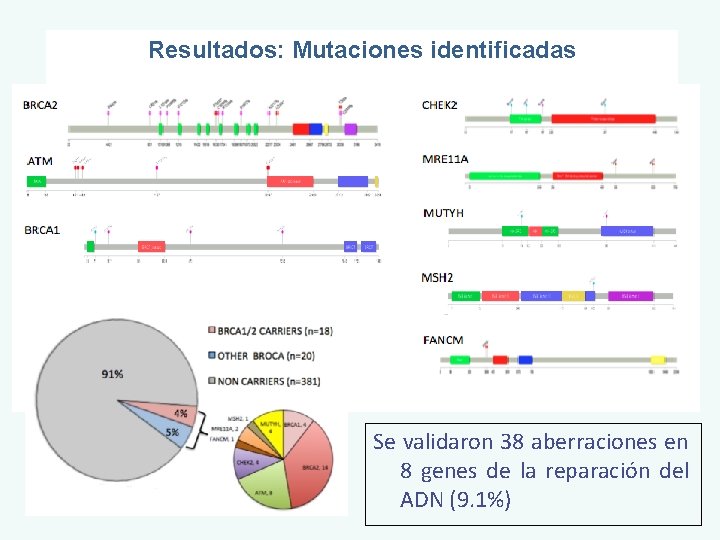 Resultados: Mutaciones identificadas Se validaron 38 aberraciones en 8 genes de la reparación del
