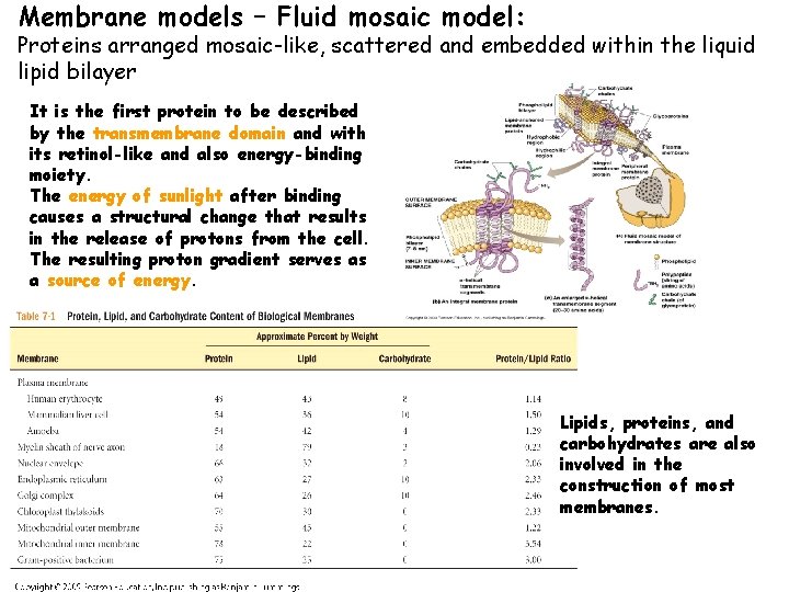 Membrane models – Fluid mosaic model: Proteins arranged mosaic-like, scattered and embedded within the