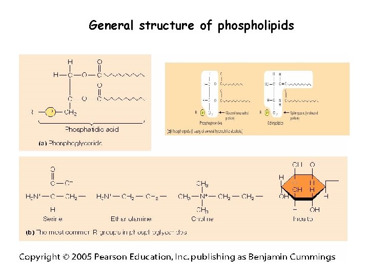 General structure of phospholipids 