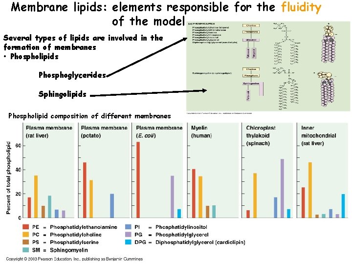 Membrane lipids: elements responsible for the fluidity of the model Several types of lipids