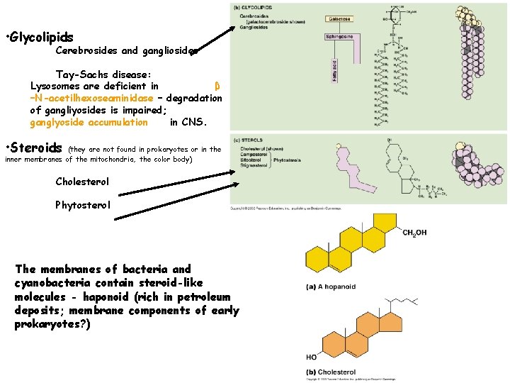  • Glycolipids Cerebrosides and gangliosides Tay-Sachs disease: Lysosomes are deficient in β –N-acetilhexoseaminidase