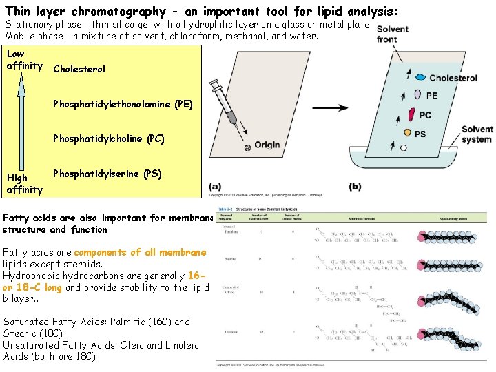 Thin layer chromatography - an important tool for lipid analysis: Stationary phase - thin