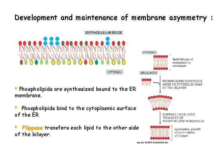 Development and maintenance of membrane asymmetry : • Phospholipids are synthesized bound to the