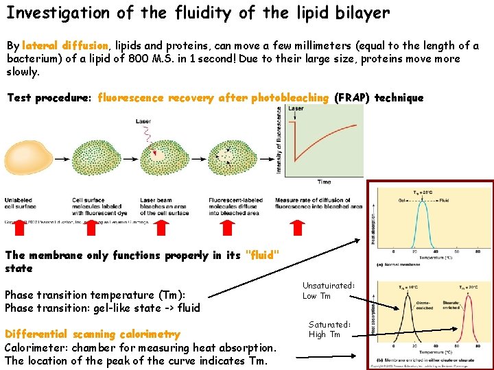 Investigation of the fluidity of the lipid bilayer By lateral diffusion, lipids and proteins,