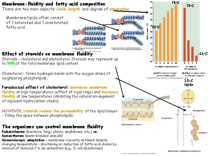 76 o. C Membrane-fluidity and fatty acid composition There are two main aspects: chain