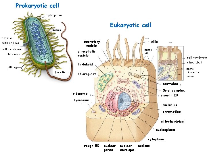 Prokaryotic cell cytopplasm Eukaryotic cell capsule secretory vesicle with cell wall cell membrane cilia
