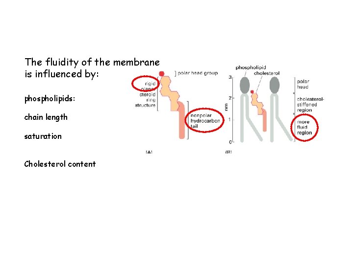 The fluidity of the membrane is influenced by: phospholipids: chain length saturation Cholesterol content