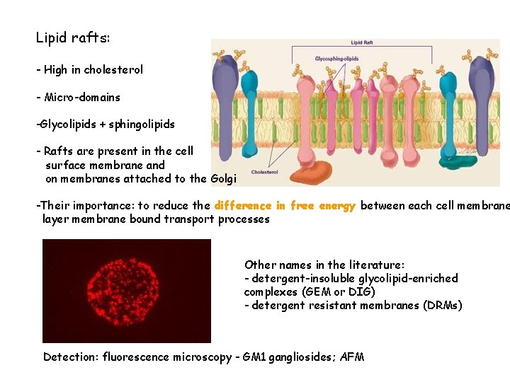 Lipid rafts: - High in cholesterol - Micro-domains -Glycolipids + sphingolipids - Rafts are