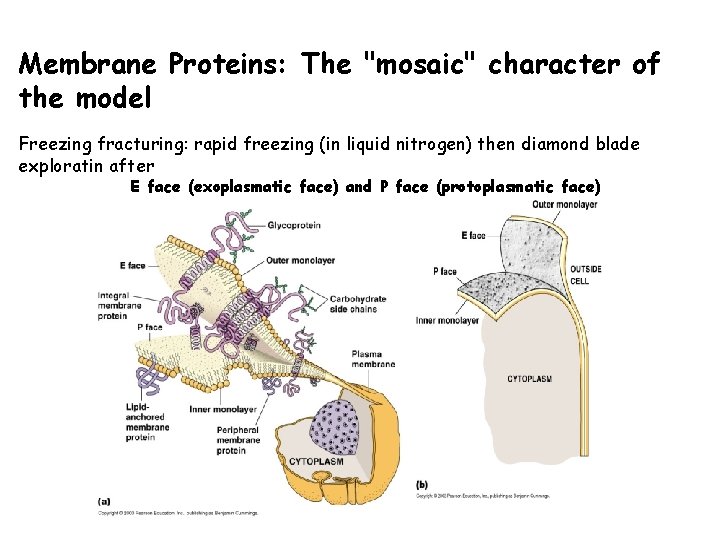 Membrane Proteins: The "mosaic" character of the model Freezing fracturing: rapid freezing (in liquid