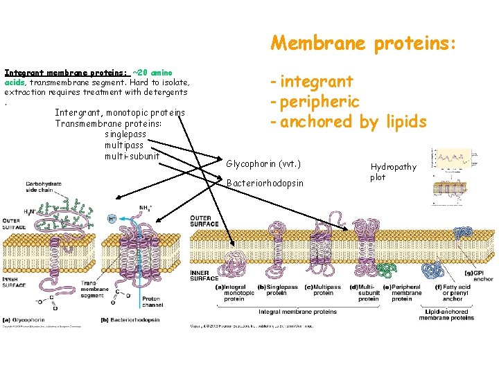 Membrane proteins: Integrant membrane proteins: ~20 amino acids, transmembrane segment. Hard to isolate, extraction