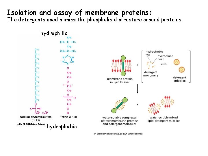Isolation and assay of membrane proteins: The detergents used mimics the phospholipid structure around