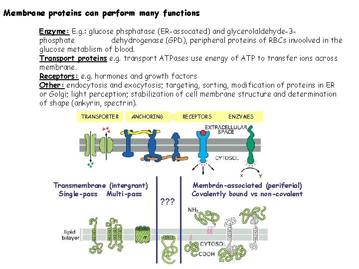 Membrane proteins can perform many functions Enzyme: E. g. : glucose phsphatase (ER-assocated) and