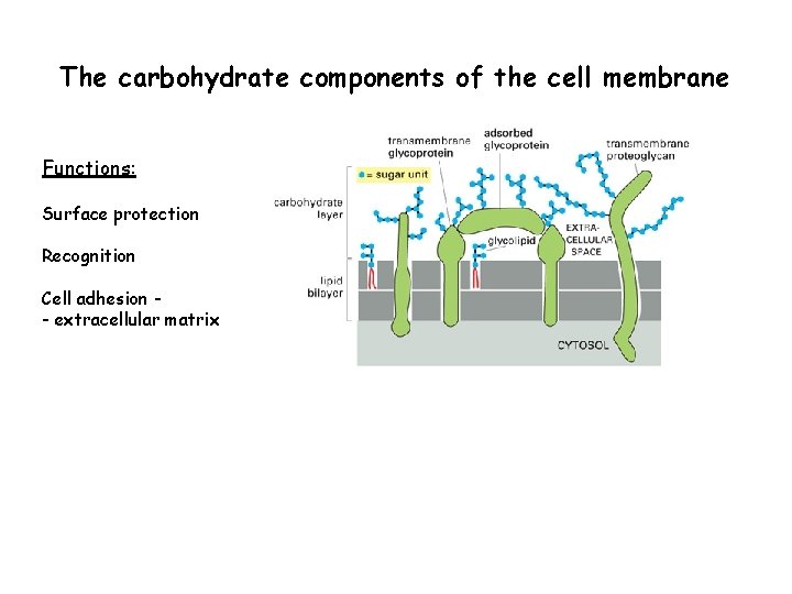 The carbohydrate components of the cell membrane Functions: Surface protection Recognition Cell adhesion -