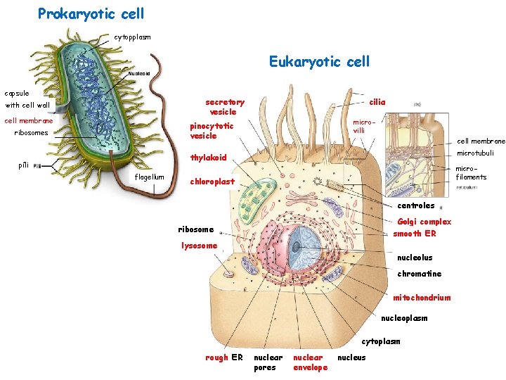 Prokaryotic cell cytopplasm Eukaryotic cell capsule secretory vesicle with cell wall cell membrane cilia