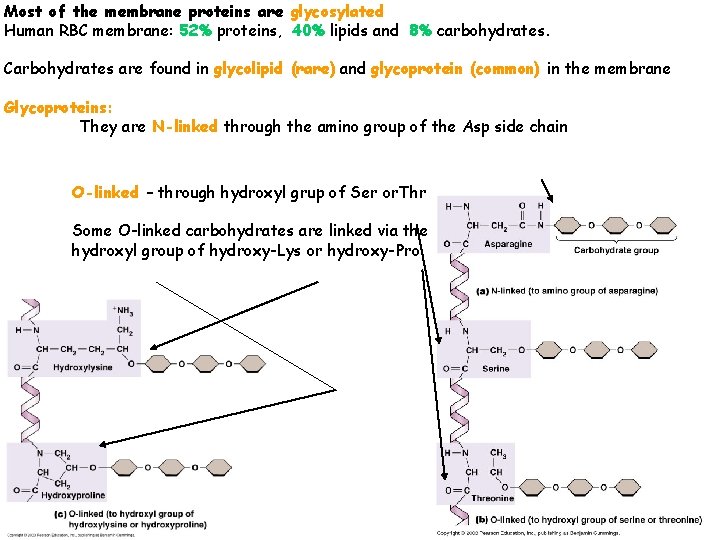Most of the membrane proteins are glycosylated Human RBC membrane: 52% proteins, 40% lipids