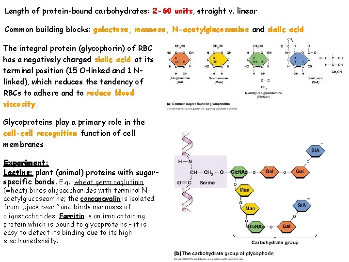 Length of protein-bound carbohydrates: 2 -60 units, straight v. linear Common building blocks: galactose,