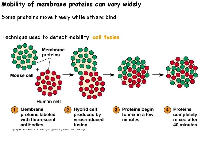 Mobility of membrane proteins can vary widely Some proteins move freely while others bind.