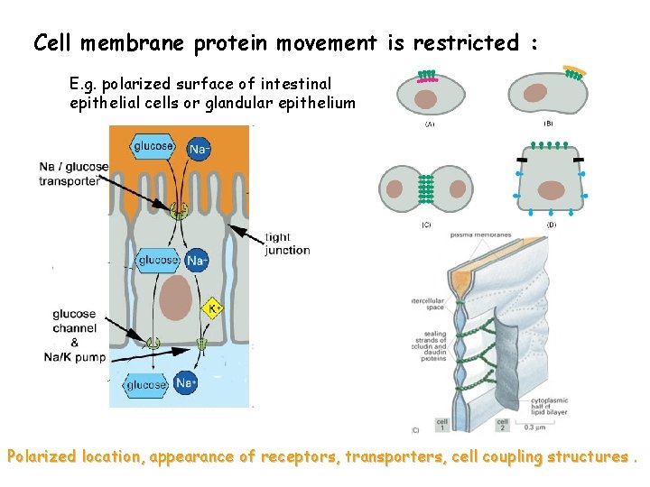 Cell membrane protein movement is restricted : E. g. polarized surface of intestinal epithelial
