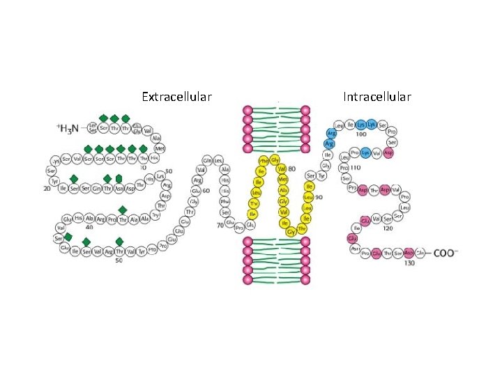 Extracellular Intracellular 