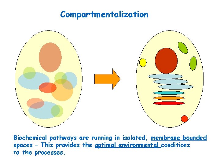 Compartmentalization Biochemical pathways are running in isolated, membrane bounded spaces – This provides the