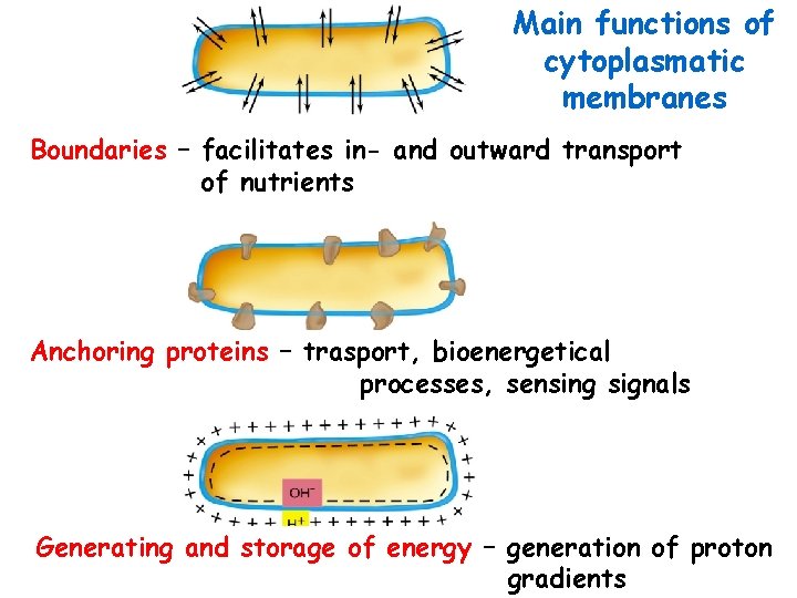 Main functions of cytoplasmatic membranes Boundaries – facilitates in- and outward transport of nutrients