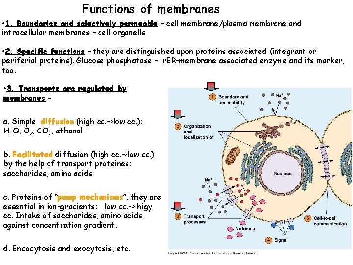 Functions of membranes • 1. Boundaries and selectively permeable – cell membrane/plasma membrane and