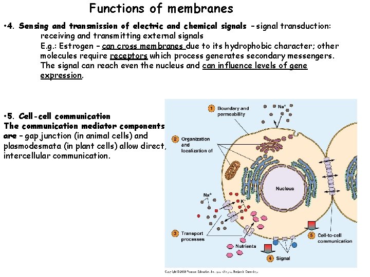 Functions of membranes • 4. Sensing and transmission of electric and chemical signals –