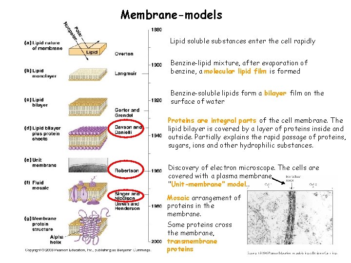 Membrane-models Lipid soluble substances enter the cell rapidly Benzine-lipid mixture, after evaporation of benzine,
