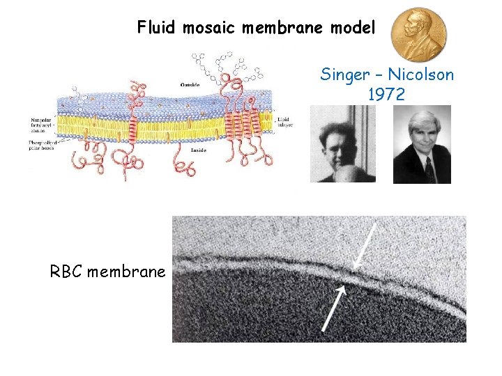 Fluid mosaic membrane model Singer – Nicolson 1972 RBC membrane 