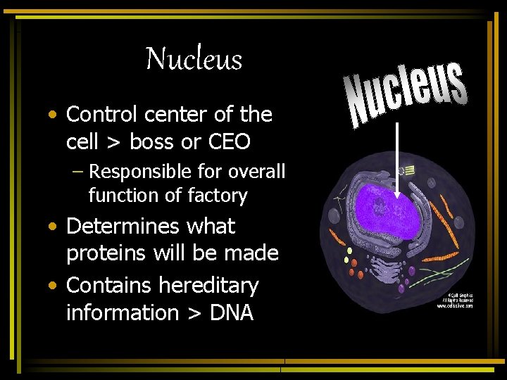 Nucleus • Control center of the cell > boss or CEO – Responsible for