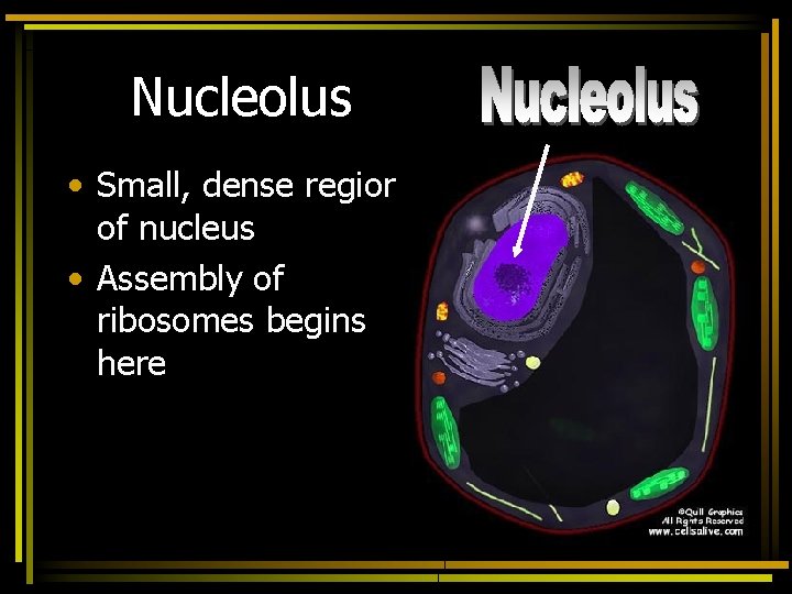 Nucleolus • Small, dense region of nucleus • Assembly of ribosomes begins here 