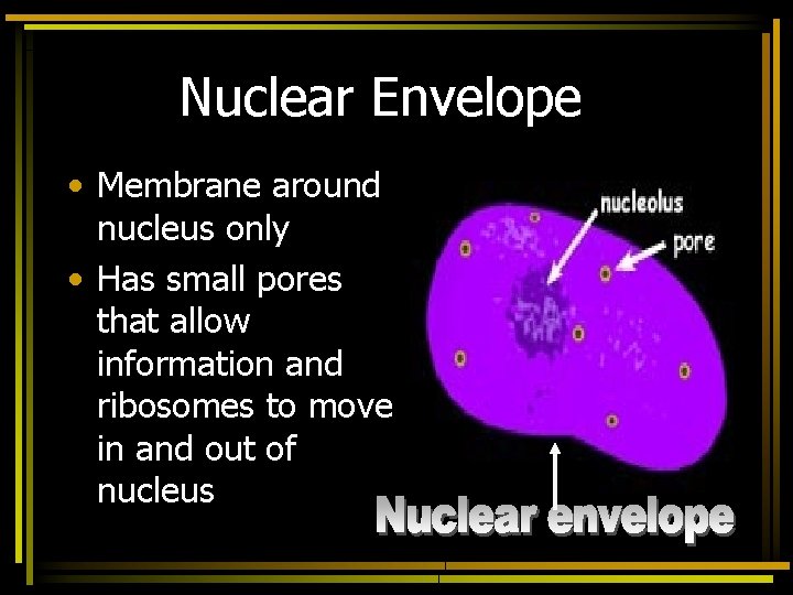 Nuclear Envelope • Membrane around nucleus only • Has small pores that allow information