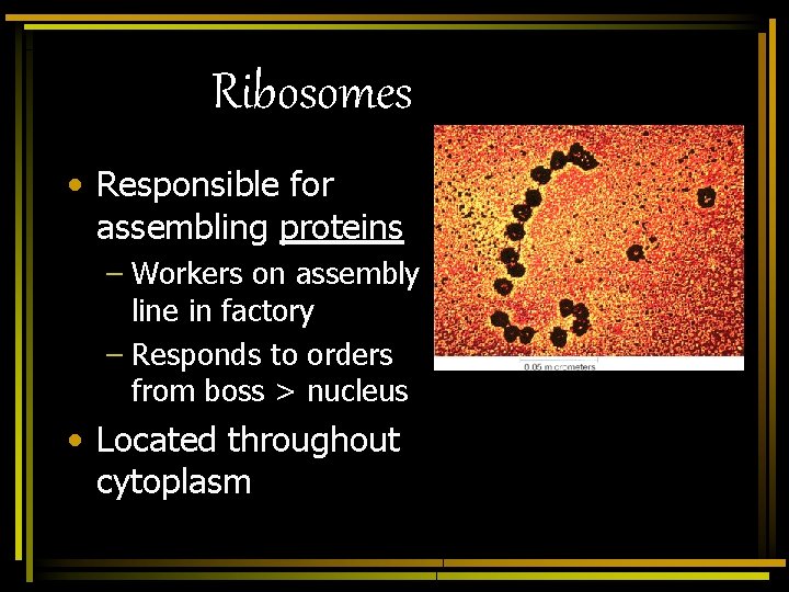 Ribosomes • Responsible for assembling proteins – Workers on assembly line in factory –