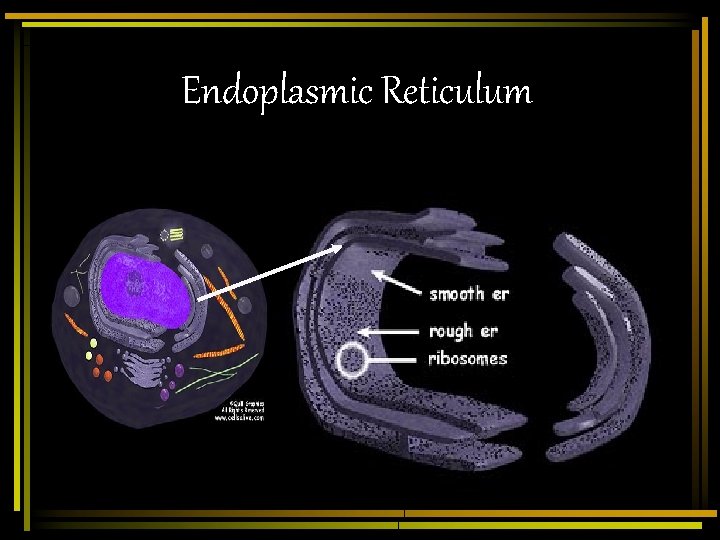Endoplasmic Reticulum 