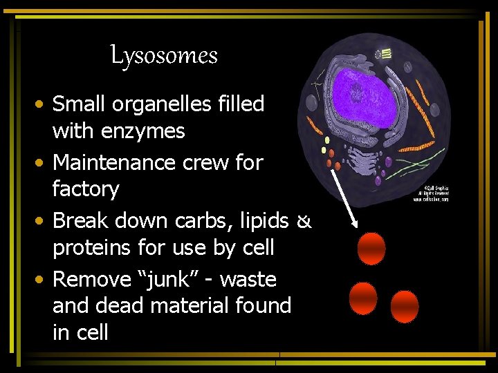 Lysosomes • Small organelles filled with enzymes • Maintenance crew for factory • Break