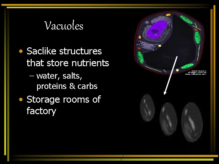 Vacuoles • Saclike structures that store nutrients – water, salts, proteins & carbs •