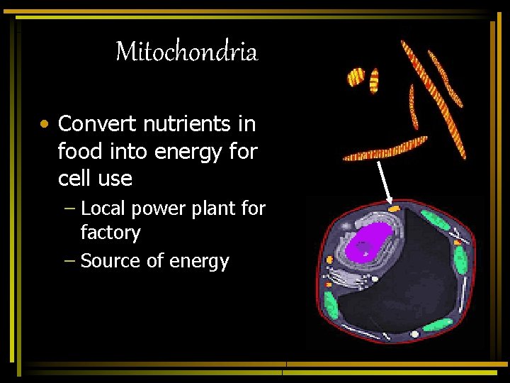 Mitochondria • Convert nutrients in food into energy for cell use – Local power