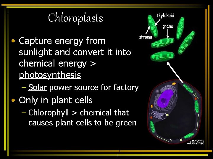 Chloroplasts • Capture energy from sunlight and convert it into chemical energy > photosynthesis