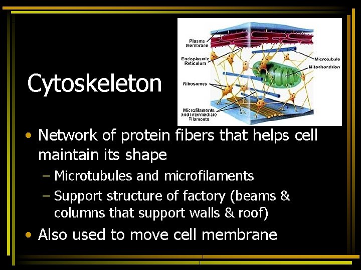 Cytoskeleton • Network of protein fibers that helps cell maintain its shape – Microtubules