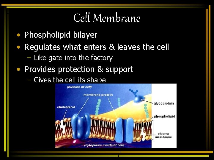 Cell Membrane • Phospholipid bilayer • Regulates what enters & leaves the cell –