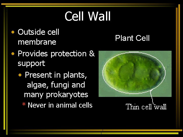 Cell Wall • Outside cell membrane • Provides protection & support • Present in