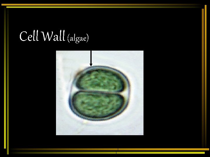 Cell Wall (algae) 