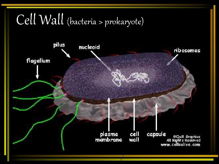 Cell Wall (bacteria > prokaryote) 