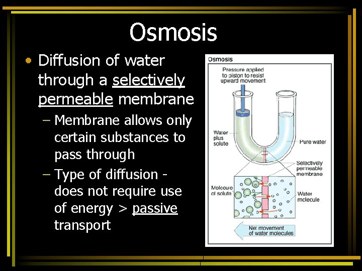 Osmosis • Diffusion of water through a selectively permeable membrane – Membrane allows only