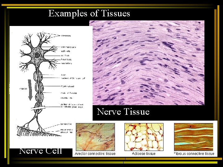 Examples of Tissues Nerve Tissue Nerve Cell 